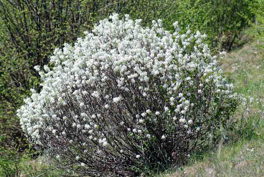 Amelanchier ovalis / Pero corvino